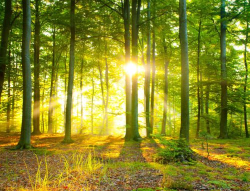 Waldbesuche beim Förster – Lernen im Grünen